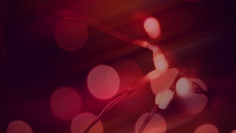 Animation-of-bokeh-string-lights,-on-soft-focus-red-background