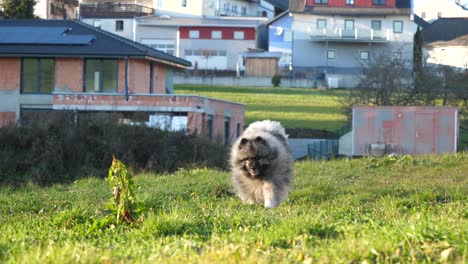 Perro-Keeshond-Feliz-Corre-Hacia-El-Dueño-En-Cámara-Lenta