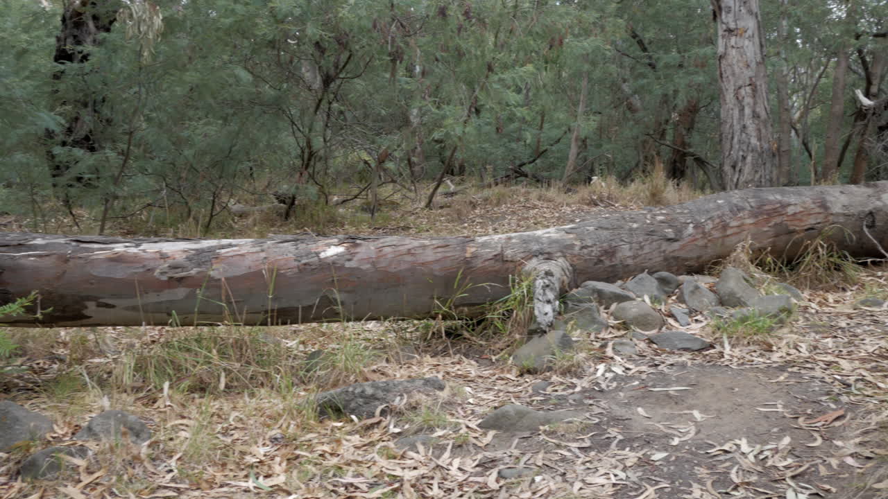 árbol de goma de río caído tendido a través de una pista de arbustos