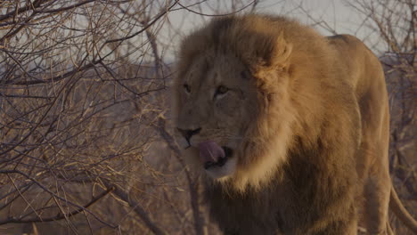 lion in the wild