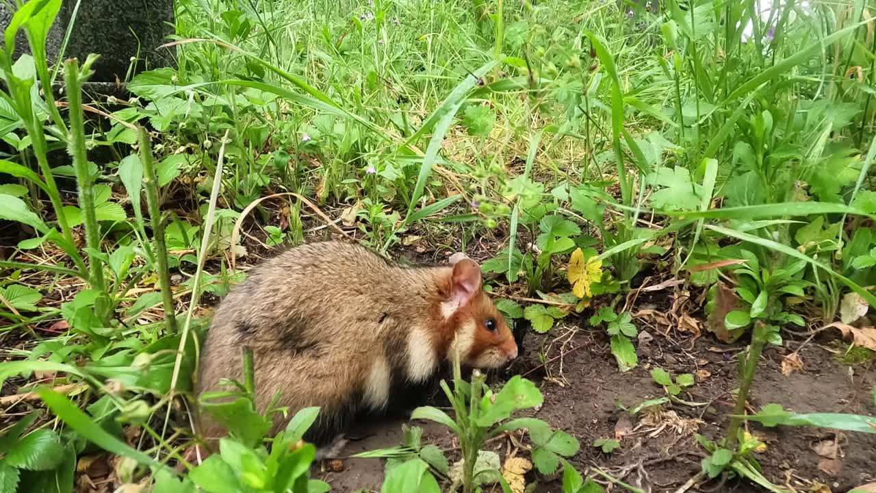 ハムスターが草の中の巣穴に近づき、匂いを嗅ぐために立ち止まり、その後地下に潜り込む。緑豊かな庭の環境で捉えられた、自然な野生動物の行動の地上レベルのクローズアップ。