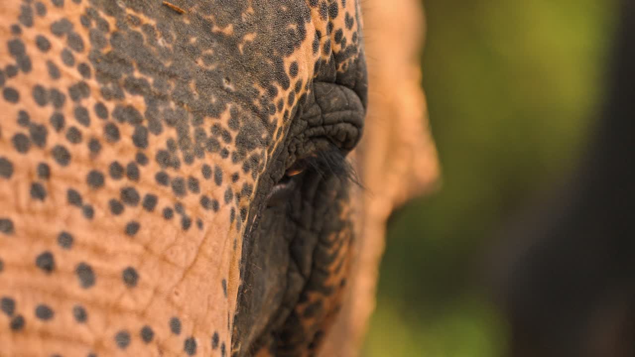 An extreme close-up of a Sri Lankan elephant’s eye, revealing intricate details of its skin, eyelashes, and surrounding textures.