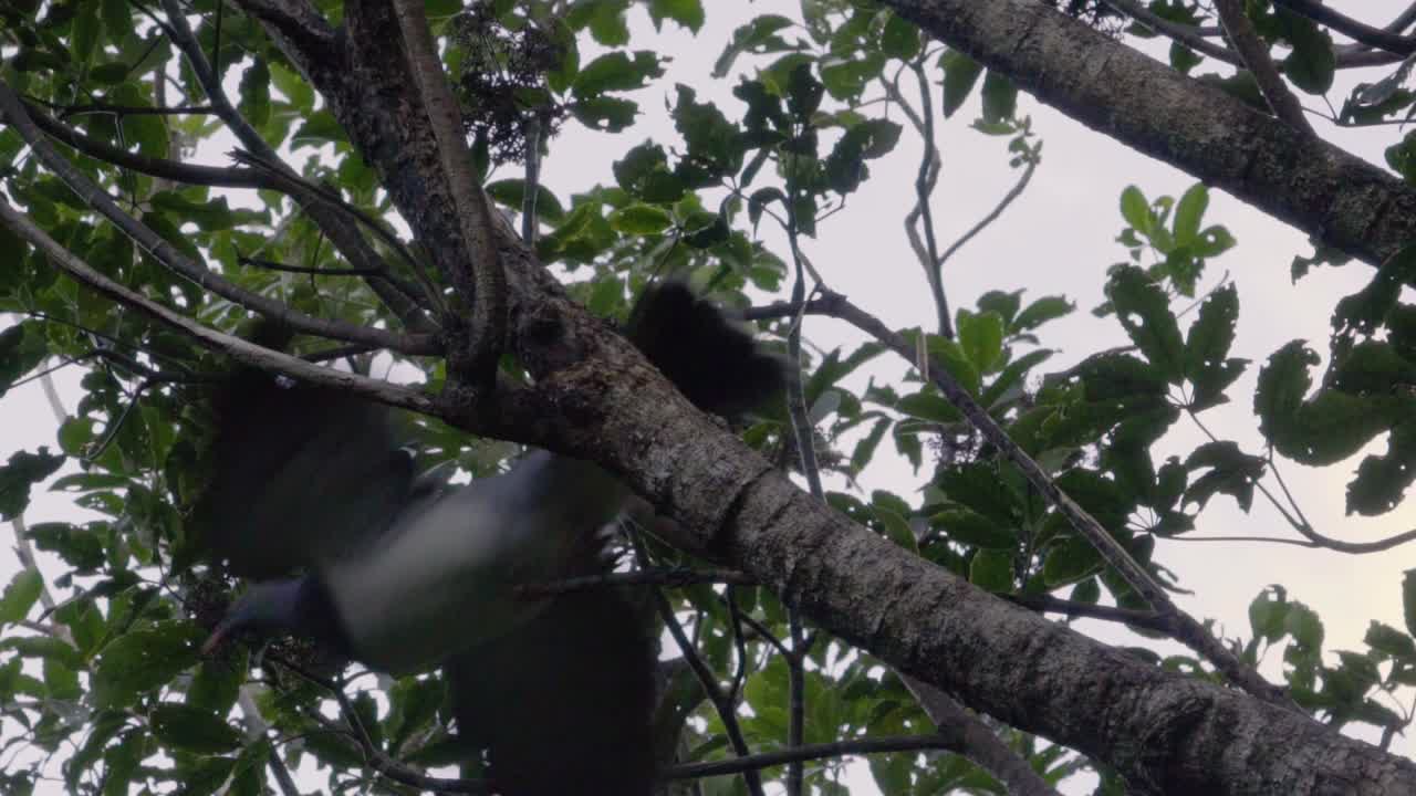 un kereru despegando a cámara lenta de una rama