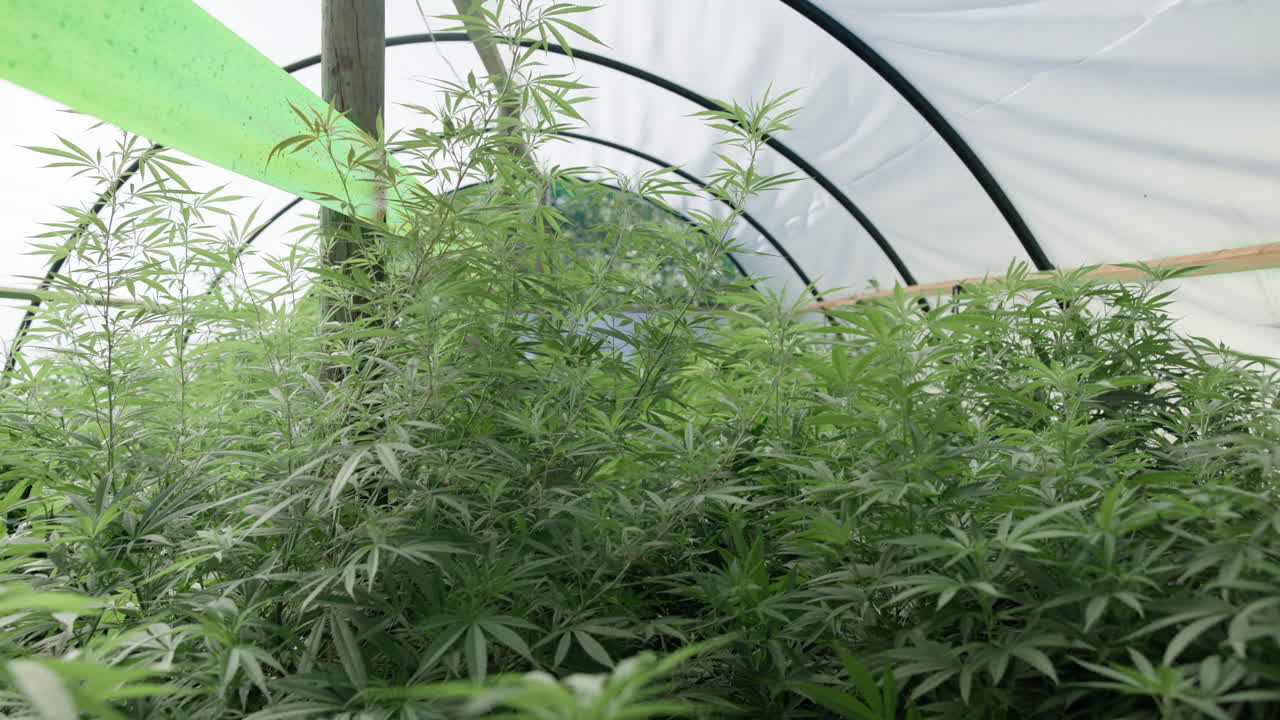 온실에서 자라는 대마초 식물