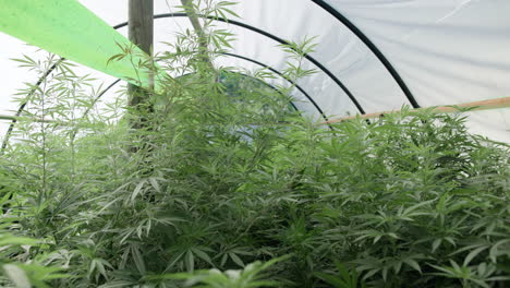 cannabis plants growing in greenhouse