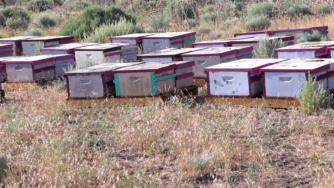 Rows of Commercial Beehives Arid California Foothills Apiary Pan Shot