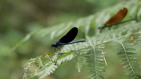 Close-up-profile-shot-of-two-Damselfly,-small-Dragonfly-species,-on-tip-of-fern-leaf