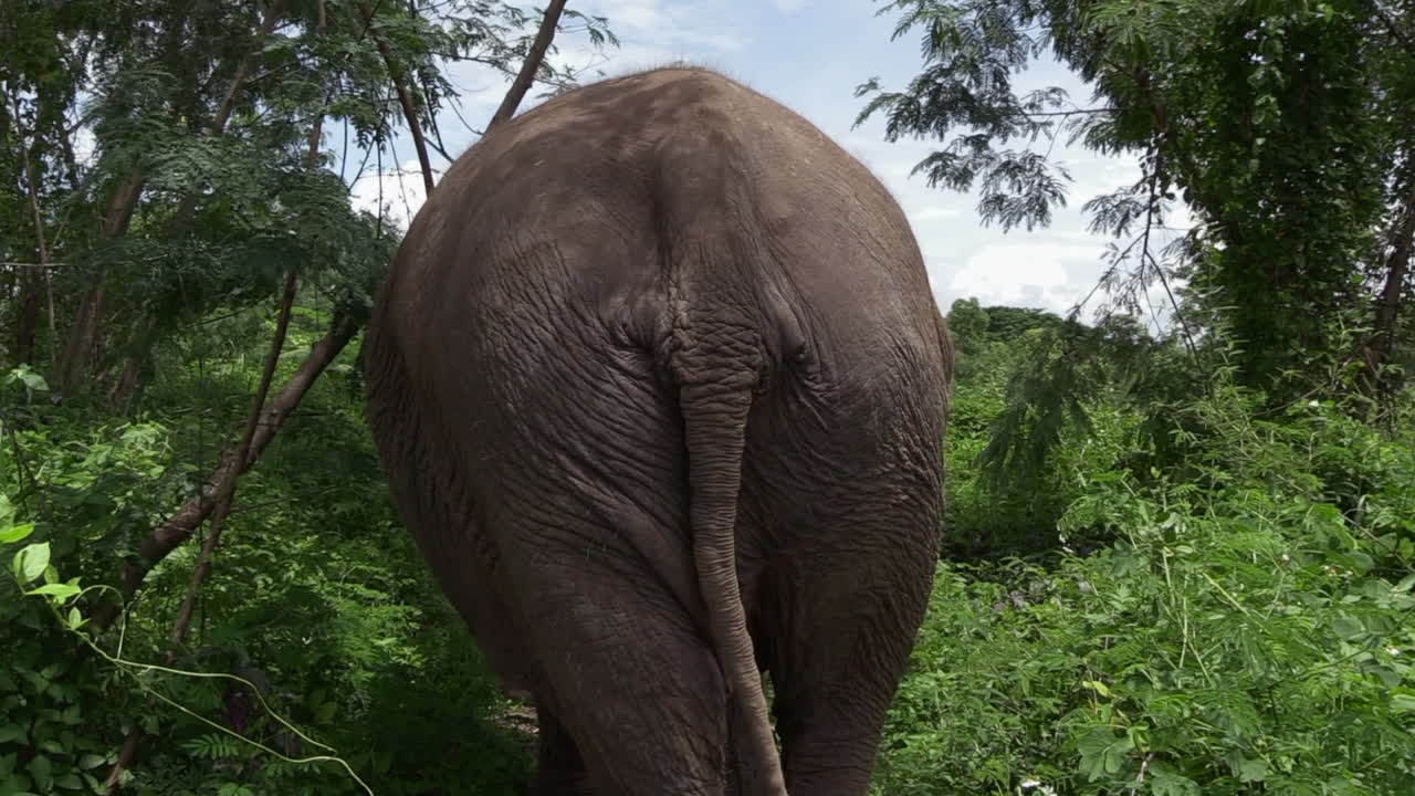 vista trasera de un elefante caminando por un sendero en el bosque, cámara lenta