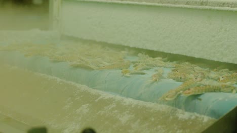 órbita de vista amplia alrededor de mariscos de camarón congelados que caen de la cinta transportadora del factor