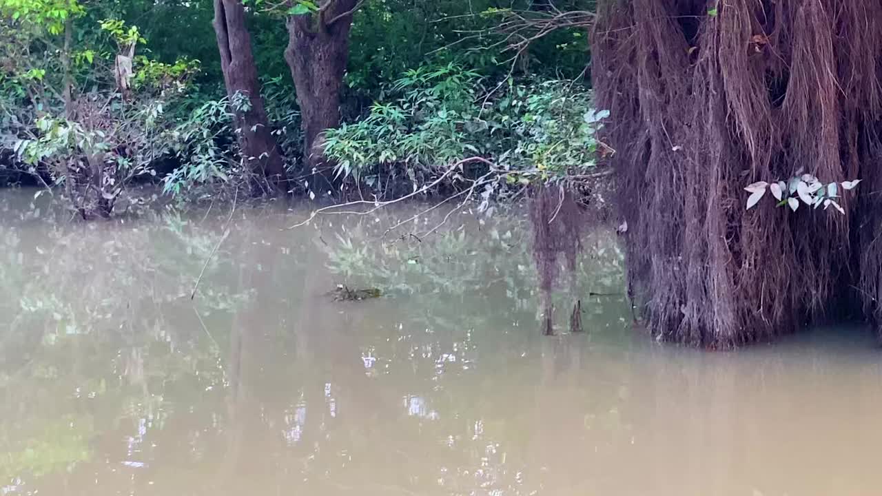 The murky water of the Amazon swamp forest