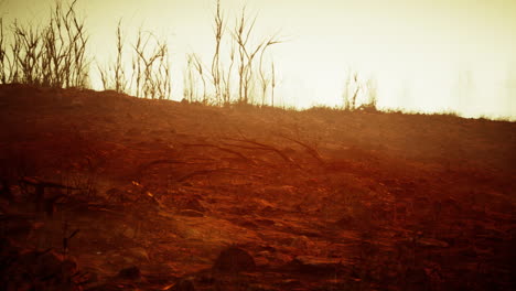 paisaje quemado después de un incendio