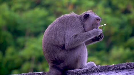 Monkeys-in-Bali,-Indonesia