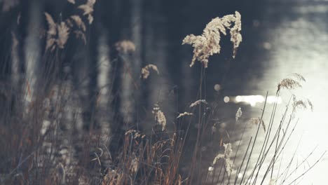 Fluffy-wispy-ears-of-dry-grass-on-the-river-bank-are-backlit-by-the-sun