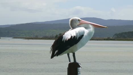 Un-Pelícano-En-Un-Puesto-En-Mallacoota,-Victoria,-Australia