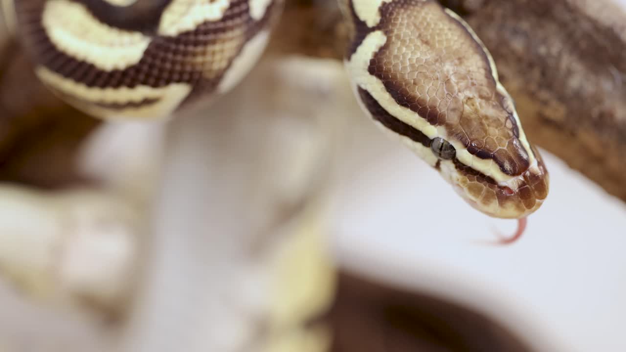 A corn snake extends its tongue towards a human hand in a controlled environment with soft lighting