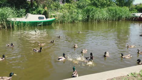 Ducks-are-swimming-in-the-canal