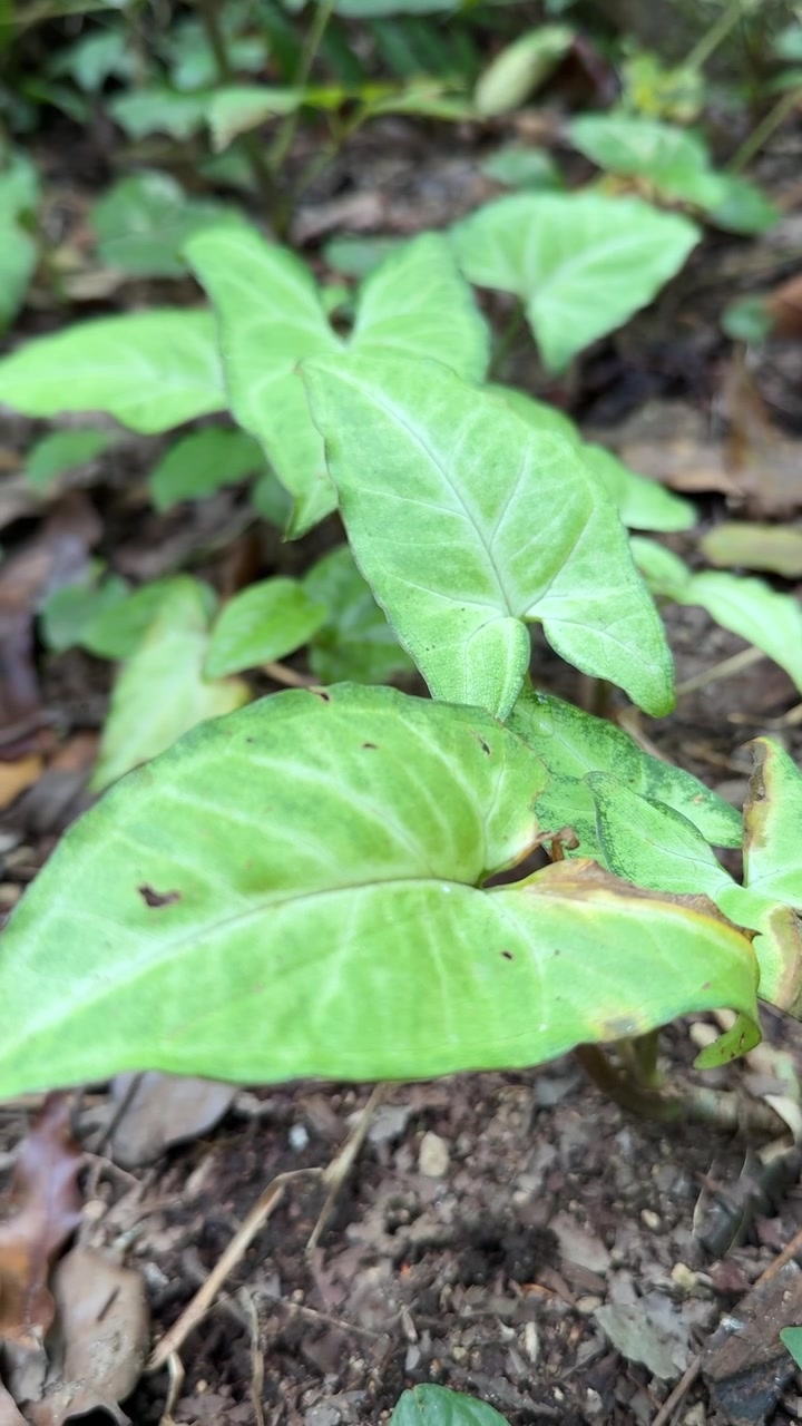 Plano Detalhe de Folhas Verdes de Syngonium Crescendo no Solo