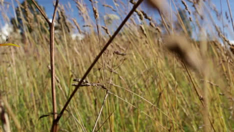 through the grass