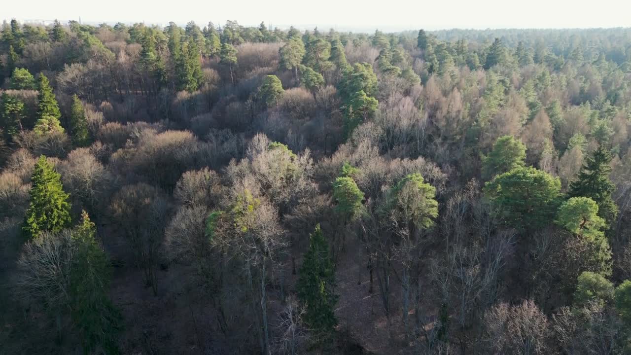Endeløs skog og bysilhuett i det fjerne sett ovenfra
