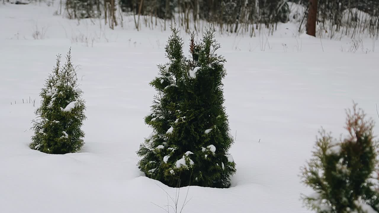 Several small christmas trees grow out of the snow in the winter in the forest.