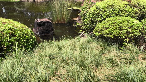 Water-Dragon-sits-by-a-pond,-Japanese-Gardens,-Botanical-Gardens-Mt-Coot-Tha-Brisbane