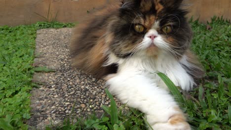 dolly shot, persian cat laying on grass turf