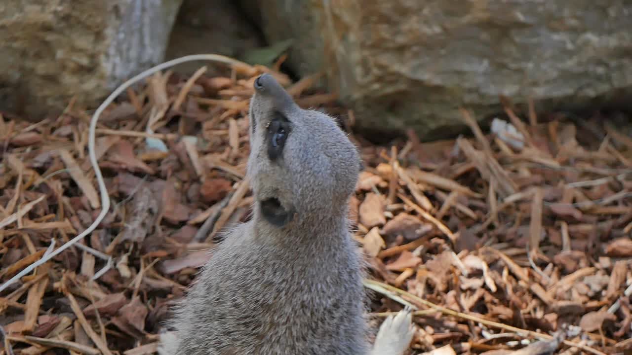 Meerkat sitting down on ground