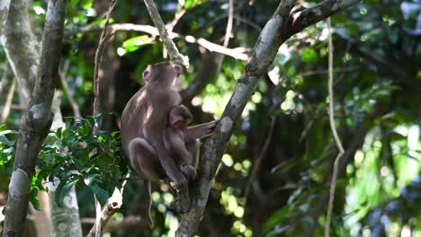 El-Macaco-De-Cola-De-Cerdo-Del-Norte-Es-Un-Primate-Que-Se-Encuentra-Comúnmente-En-El-Parque-Nacional-De-Khao-Yai,-Aunque-Es-Una-Especie-Vulnerable.