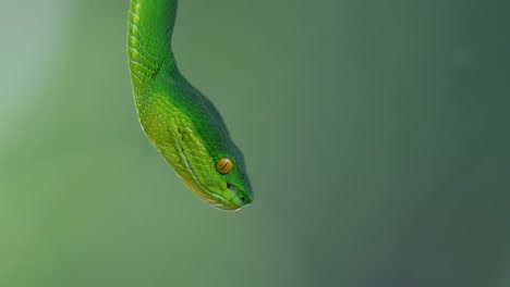 The-White-lipped-Pit-Viper-is-a-venomous-pit-viper-endemic-to-Southeast-Asia-and-is-often-found-during-the-night-waiting-on-a-branch-or-limb-of-a-tree-near-a-body-of-water-with-plenty-of-food-items