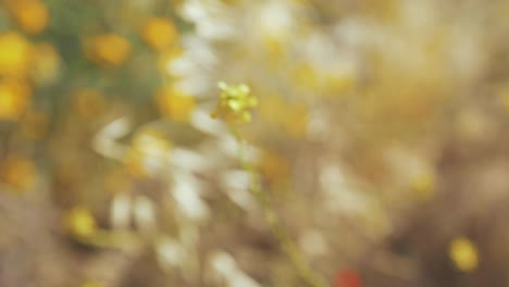 wild grass and flowers blowing in wind shallow depth of field