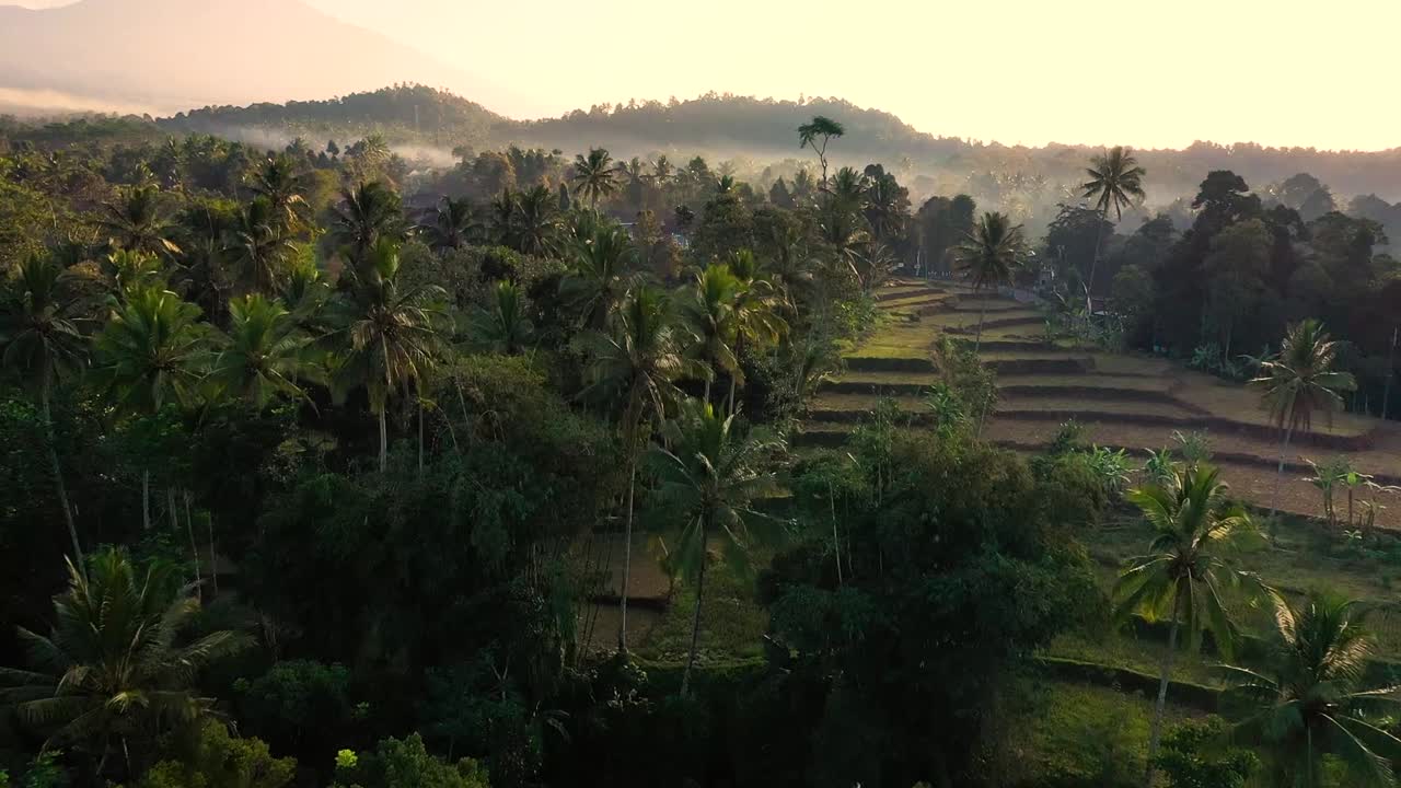 video aéreo de palmeras y terrazas elevadas con el reflejo del sol al atardecer en java, indonesia