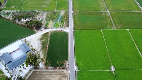 A-crossroad-in-rural-farmland-with-varying-crop-fields,-house-at-corner,-daylight,-aerial-view