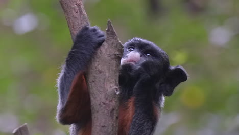 rotbäuchiges tamarin-porträt aus nächster nähe, das obst in zeitlupe isst