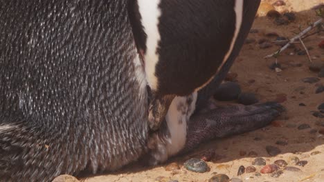 súper primer plano del pingüino arreglándose y atendiendo a sus plumas cortas, el pingüino de magallanes cuidado meticuloso del cuerpo