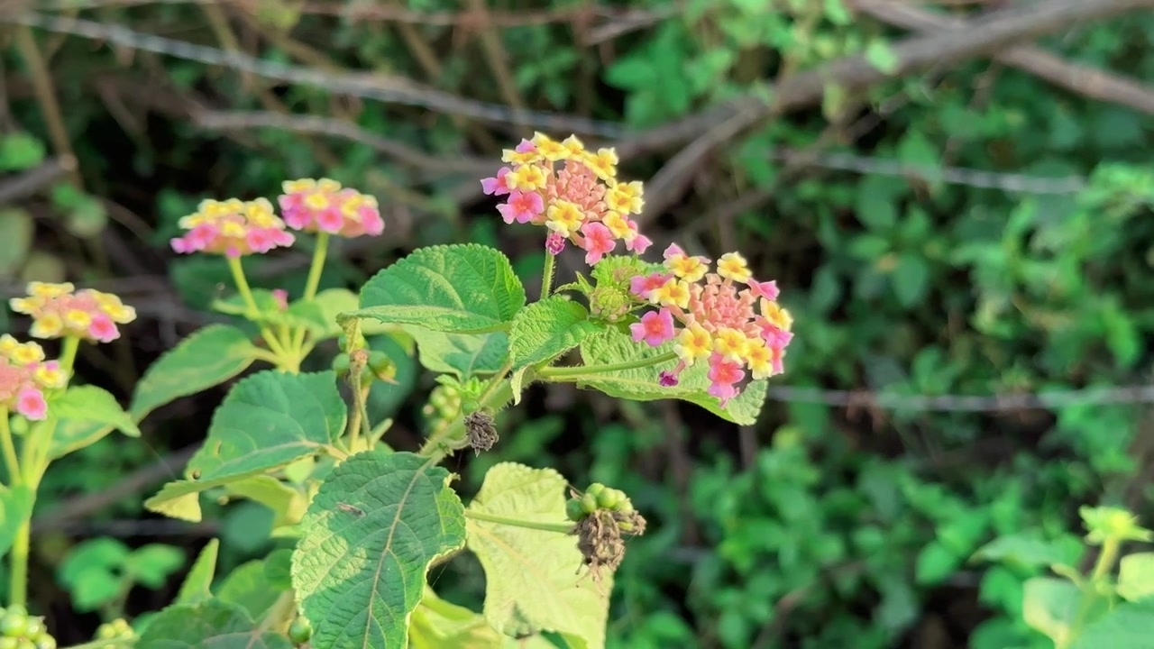 Flor de lantana floreciendo en lugares naturales, la lantana se considera una especie de planta invasora.