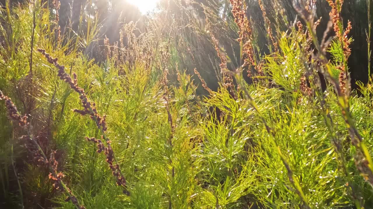 Bright sunlight shines through lush green foliage and tall grasses, creating a serene and vibrant natural scene.