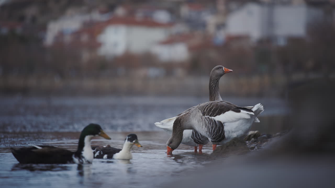 patos, gansos en el río