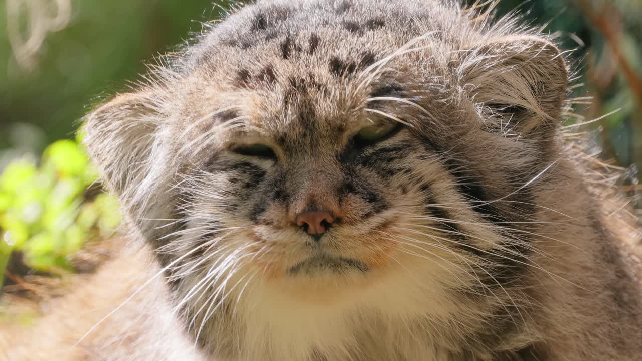 el gato de pallas (otokolobus manul), también conocido como el manul, es un pequeño gato salvaje con pelaje gris claro largo y denso, y orejas redondeadas colocadas abajo en los lados de la cabeza.