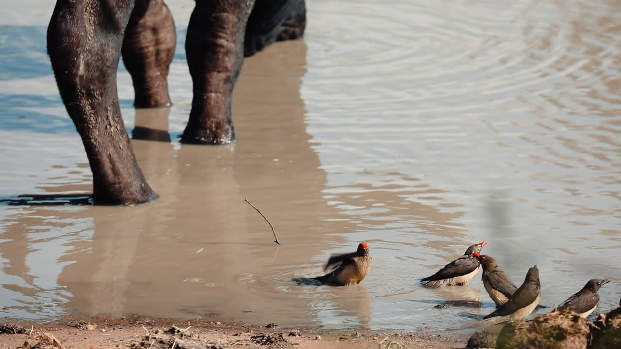 Red billed oxpeckers bathing next to a Cape Buffalo