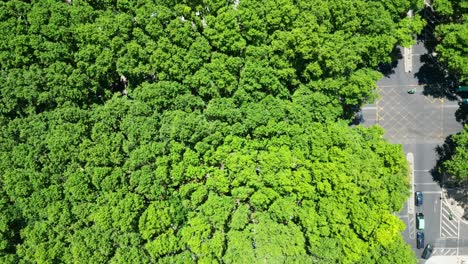 bird's eye view of the trees that cover av. da liberdade, one of lisbon's most famous avenues.portugal