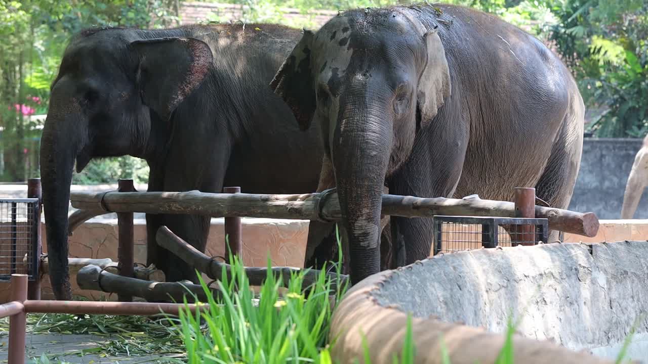Two Asian Elephants Eating Grass at the Zoo