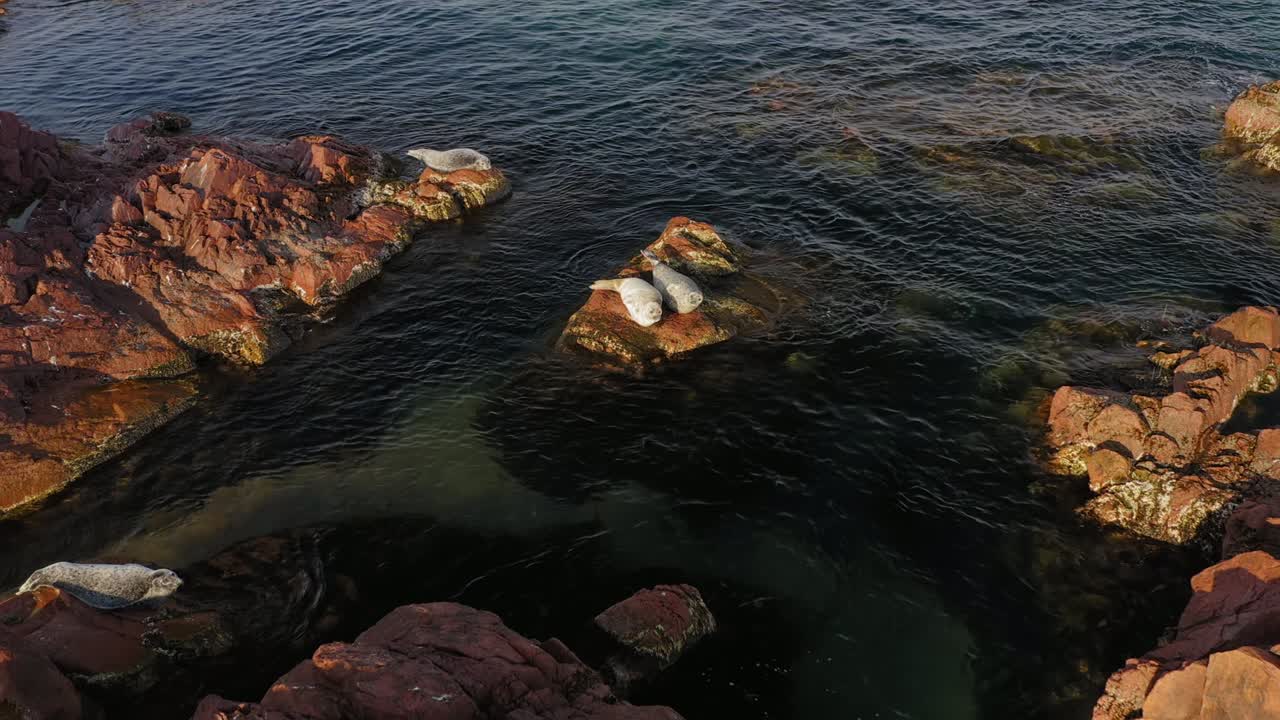 Foca maculata che si crogiola sulle rocce in riva al mare. Adorabile foca maculata.