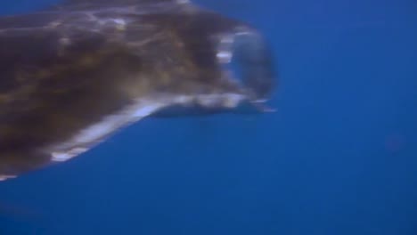 manta rays underwater