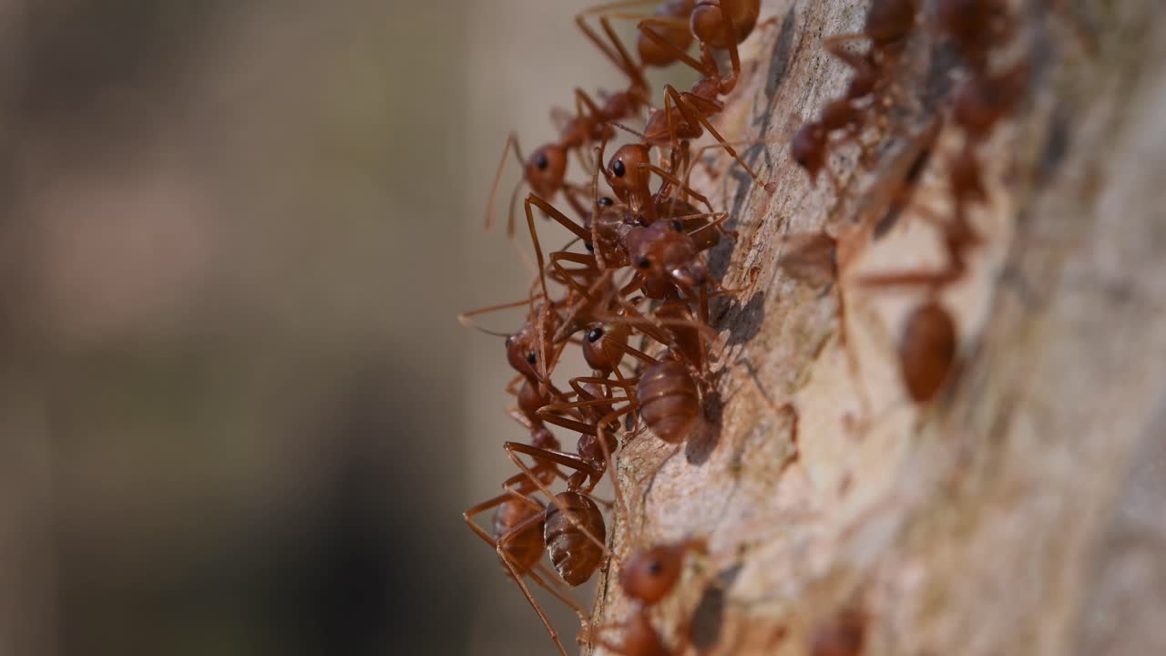 hormigas tejedoras, oecophylla, parque nacional kaeng krachan, tailandia, material de archivo 4k