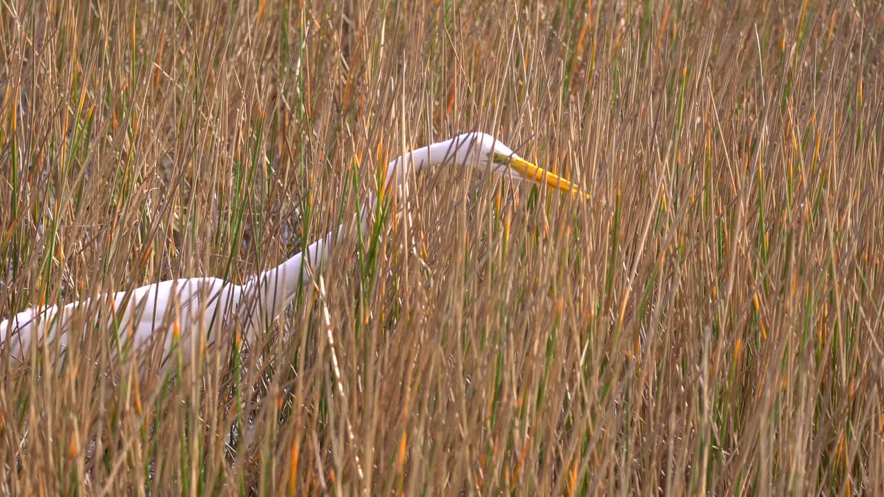 White Great Egret stalking for fish in grassy waters wetland area in South Florida in 4k 29.97p