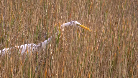 white great egret stalking for fish in grassy waters wetland area in south florida in 4k 29.97p