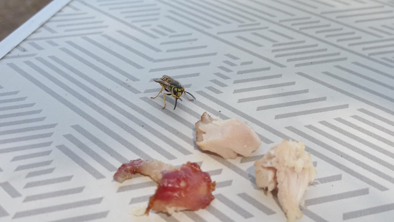 Wasp on a table with leftover meat