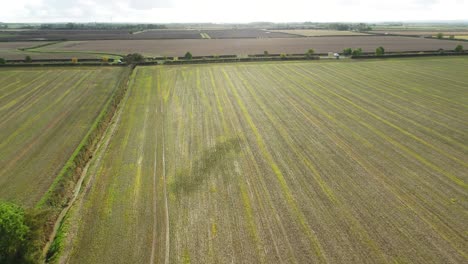 Imágenes-De-Drones-Sobrevolando-El-Campo-De-Un-Agricultor-Sembrado-Donde-Los-Cultivos-Han-Comenzado-A-Crecer.