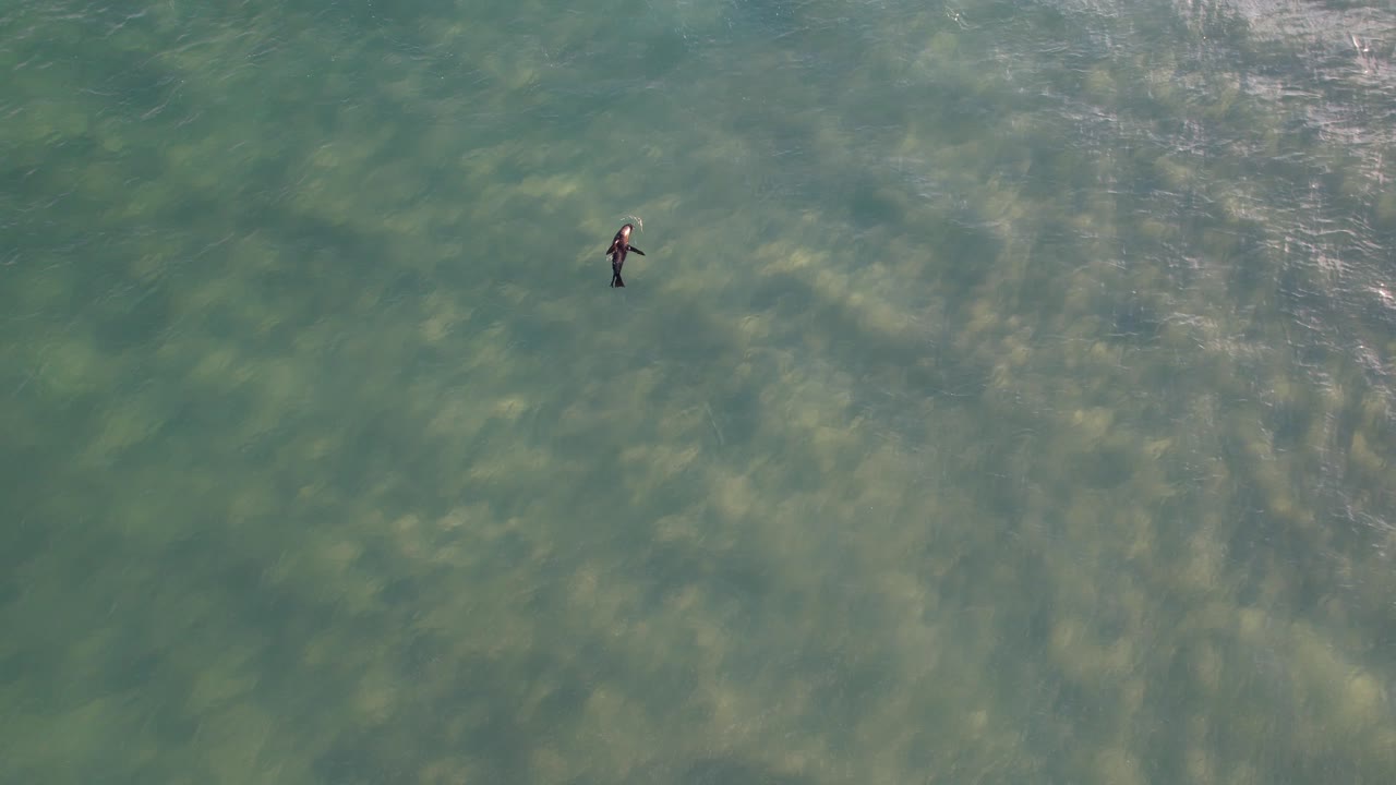 un cachorro de foca flotando en el océano con surfistas en el spit, queensland, australia - fotografía aérea