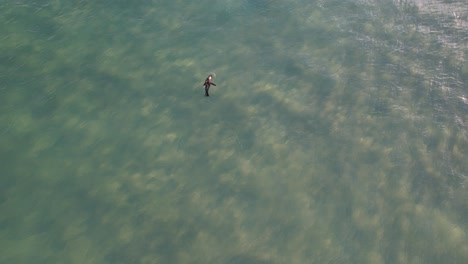 seal pup floating in the ocean with surfers in the spit, queensland, australia - aerial shot